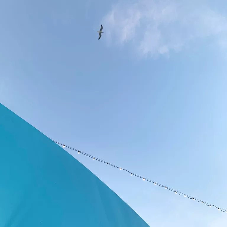 a seagull flying over a blue ferry