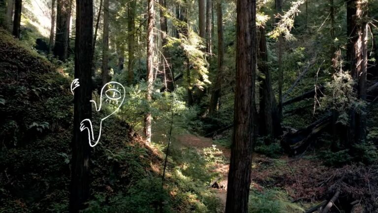 trees in a forest in Big Sur, California, with a simple cartoon character drawn peeking from a tree